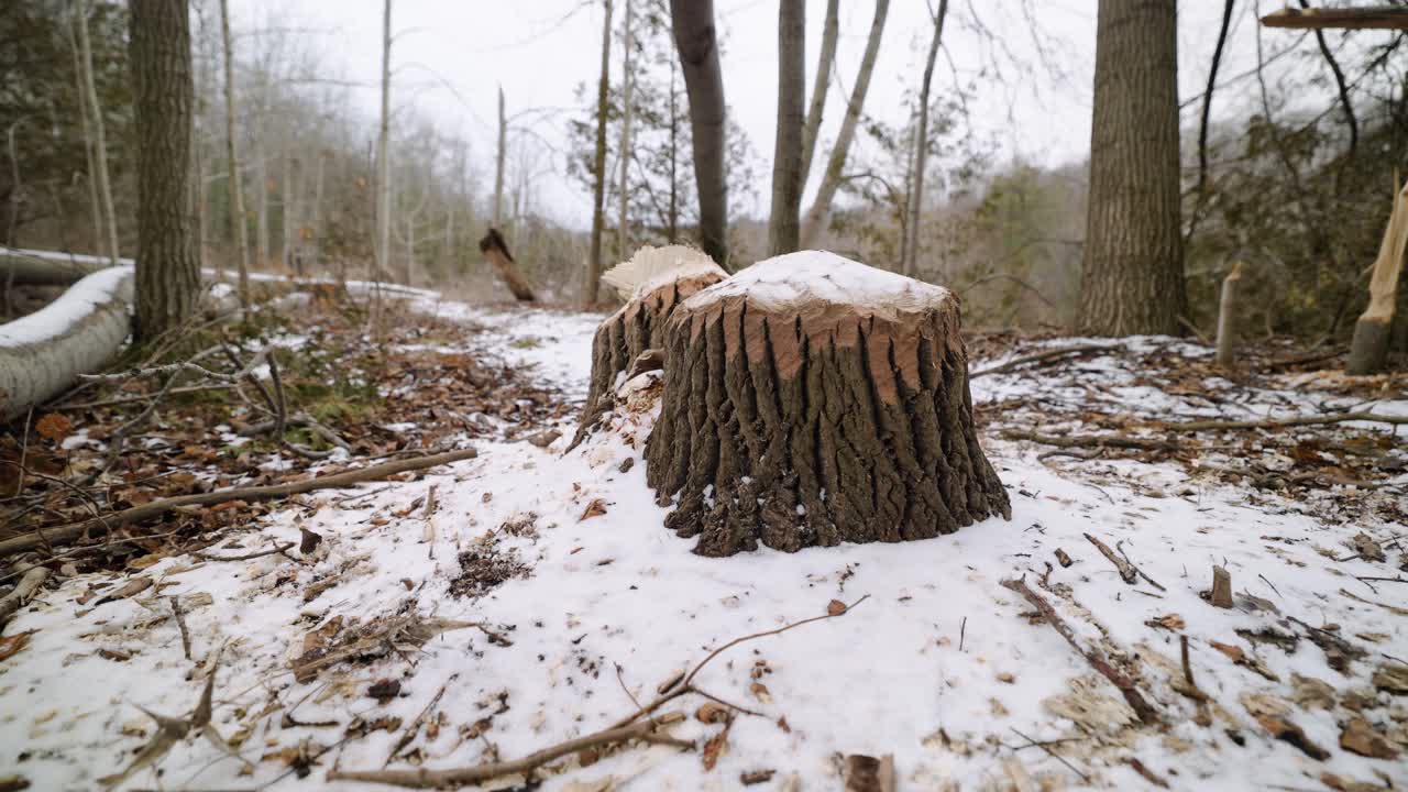 tocón de árbol grande con marcas de dientes roídos por un castor canadiense cubierto de nieve