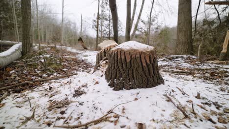 large tree stump with teeth marks gnawed by a canadian beaver covered in snow