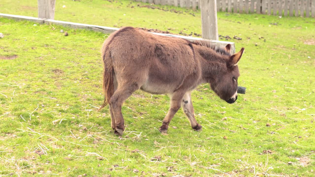 울타리 로 둘러싸인 지역 에서 사냥 하는 당나귀