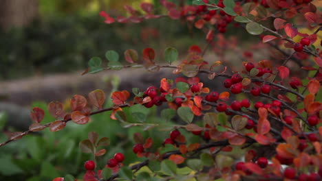 view of red berries on branch with autumnal leaves in garden