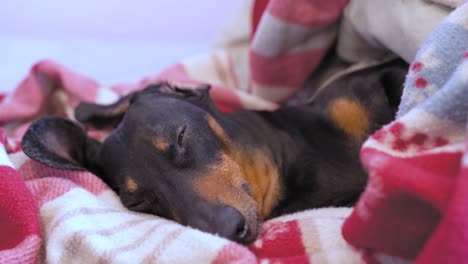 sleepy adorable black and tan dachshund lies under red plaid blanket and peeps, close up. attentive dog monitors order and runs to guard home territory when hears noise. owner called the pet to eat