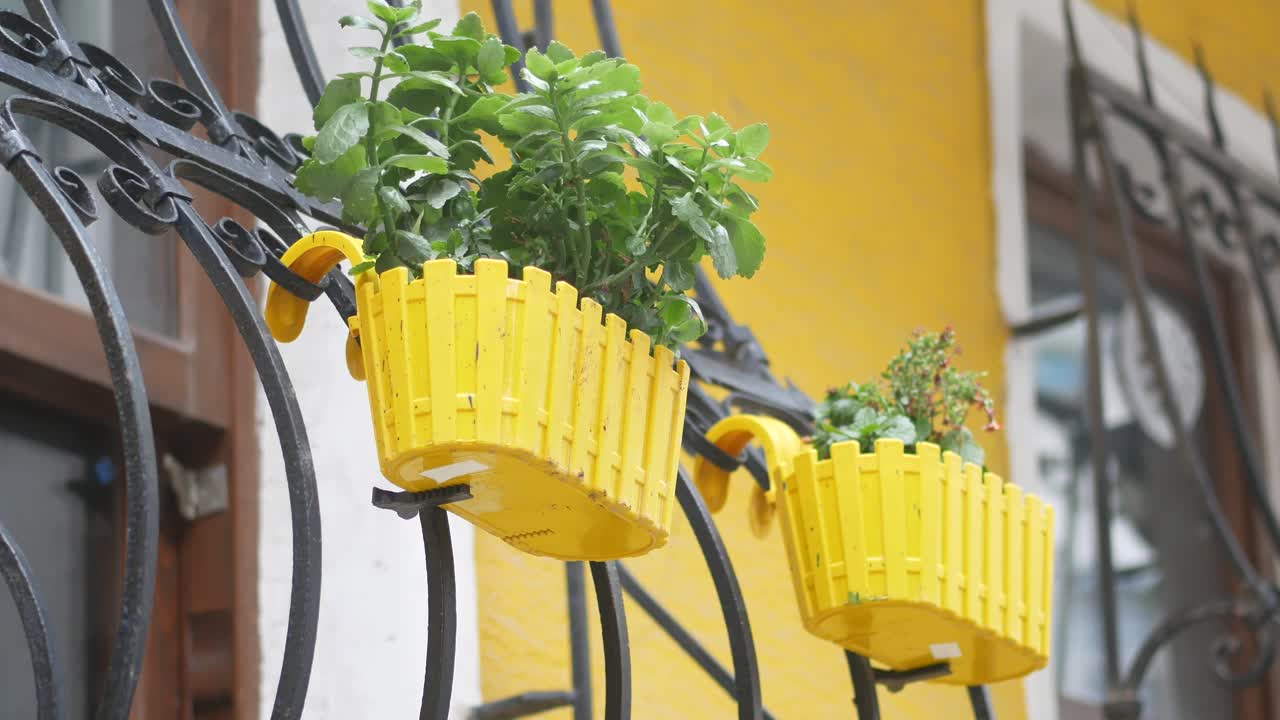 Yellow Hanging Planters on a Metal Fence