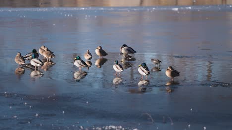 Ein-Schwarm-Stockenten-Auf-Dem-Frisch-Zugefrorenen-Teich