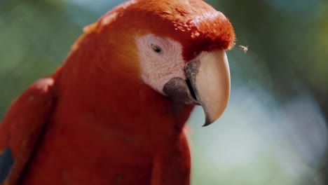 Cierre-En-Cámara-Lenta-Del-Loro-Guacamayo-Rojo-Escarlata-Sacudiendo-La-Cabeza-Mientras-El-Insecto-Molesta