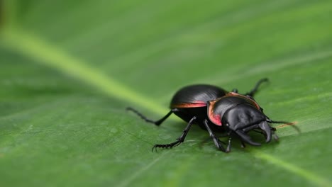 Static shof of a black coppery exoskeleton with red trim, Large Ground Beetle Mouhotia Batesi, turns around and walk along the midrib of a green large monocot leaf in its natural habitat