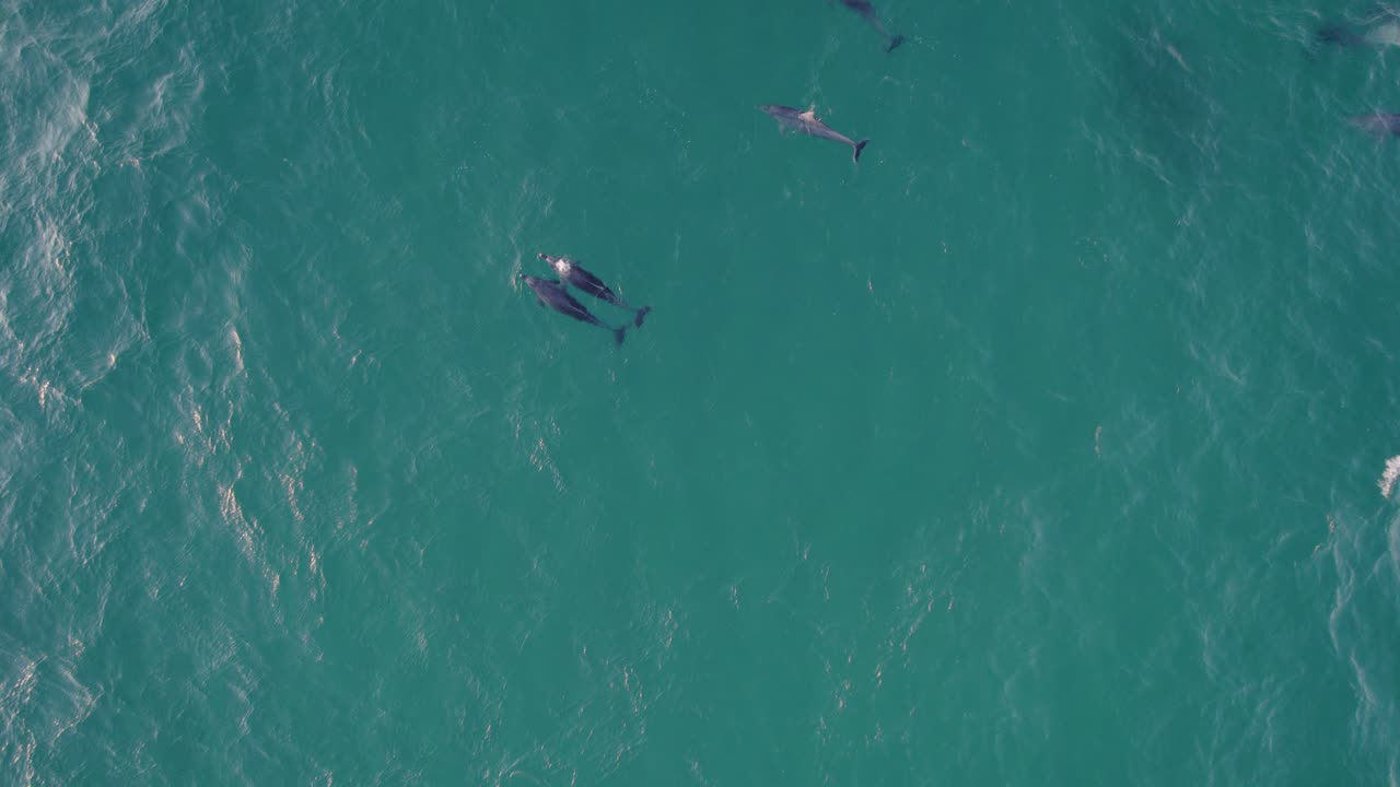 Turquoise Water Of The Tasman Sea With A Pod Of Bottlenose Dolphins - aerial drone shot