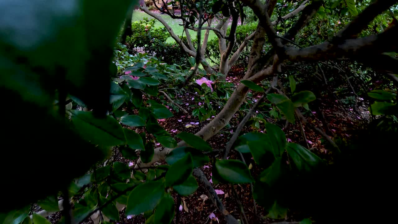 primer plano de una flor rosada en el follaje verde