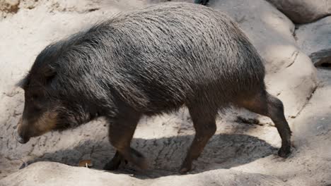 chacoan peccary or tagua species catagonus animal in a zoo park