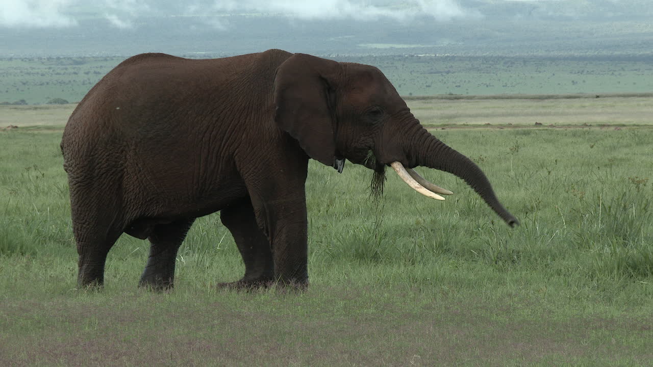 초원을 어슬렁거리는 아프리카 코끼리 큰 황소 "tusker", amboseli n