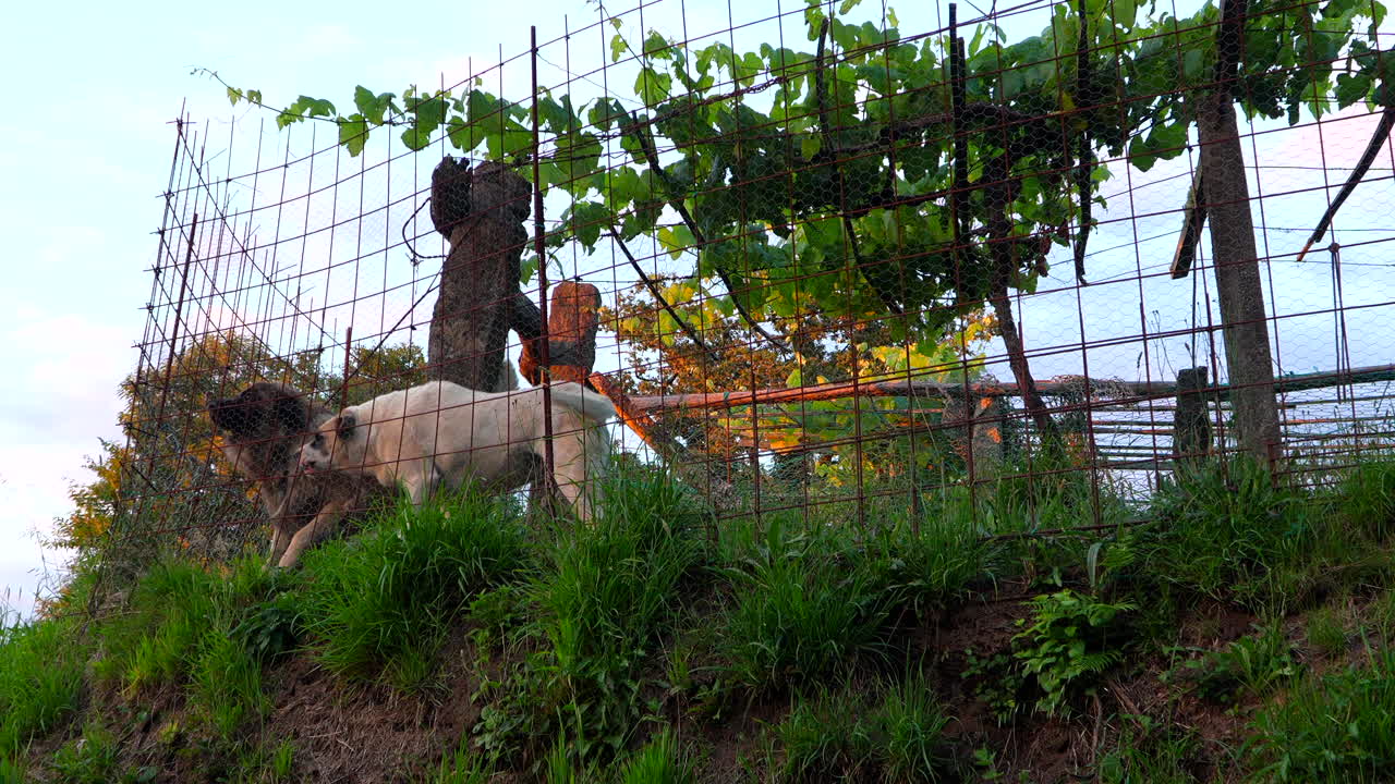 dos perros protectores mastiff españoles ladrando dentro de una propiedad