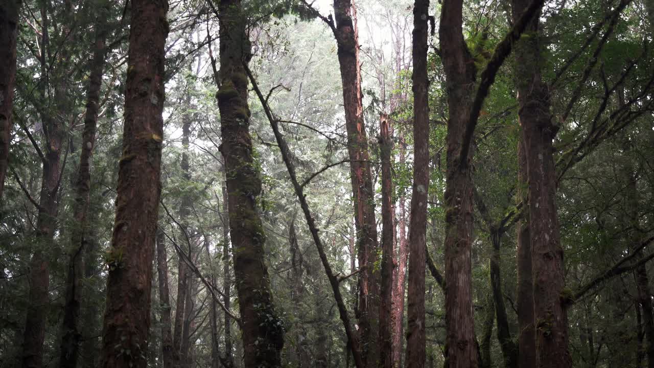 A Shot of the Forest and the trees in Alishan National Scenic Area