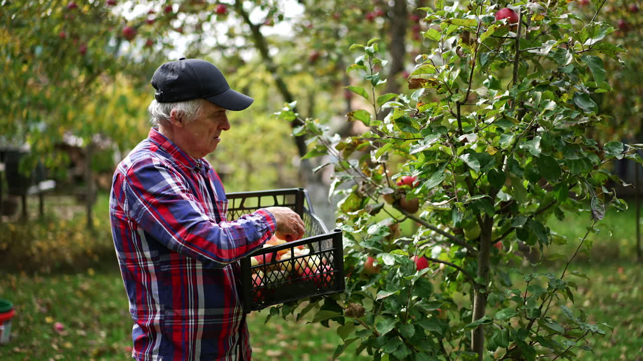 Picking apples from a young apple tree. Old farmer gathers fruit looking at it carefully and then puts them into the box.