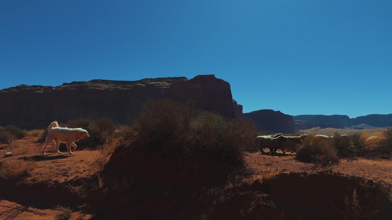perro de pastoreo y ovejas en monument valley en utah y arizona