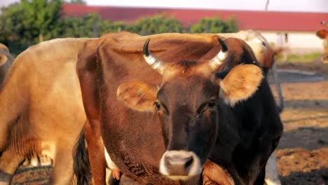 close up of a cow in a farm