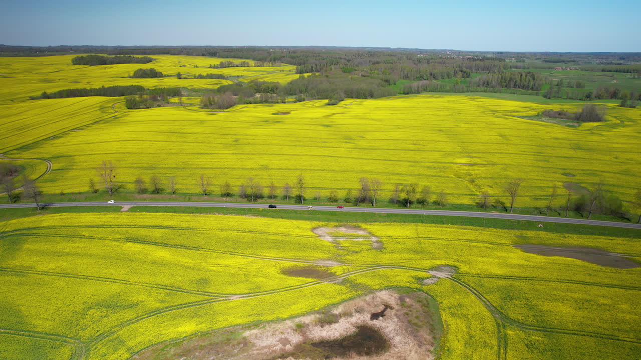 경치 좋은 시골 도로 에서 활기찬 노란색 기름 씨 ⁇  래프 카놀라  ⁇  을 가로질러 교통