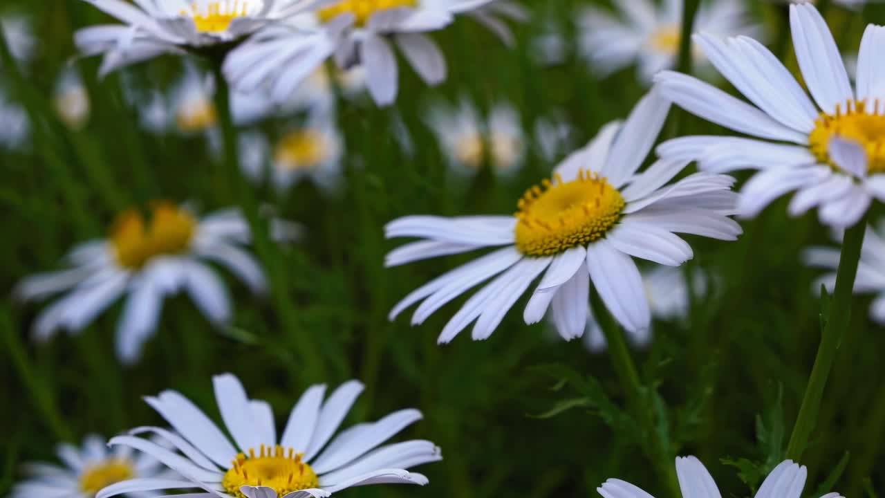 Close-up video of daisies in a garden, captured from a low angle. The focus is on the vibrant white