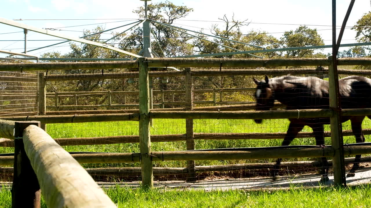 caballos de carreras en el criadero de sementales obligados a caminar por la pista con un andador mecánico en caliente