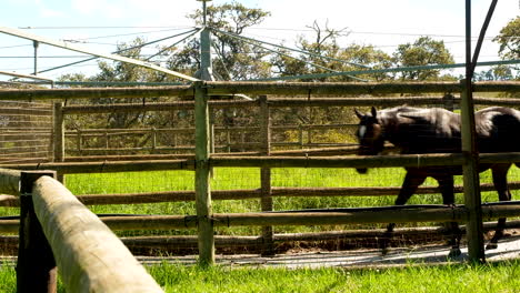Racehorses-on-stud-farm-forced-to-walk-around-track-with-mechanical-hot-walker