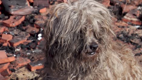 sad lonly dog in burned house looking for food