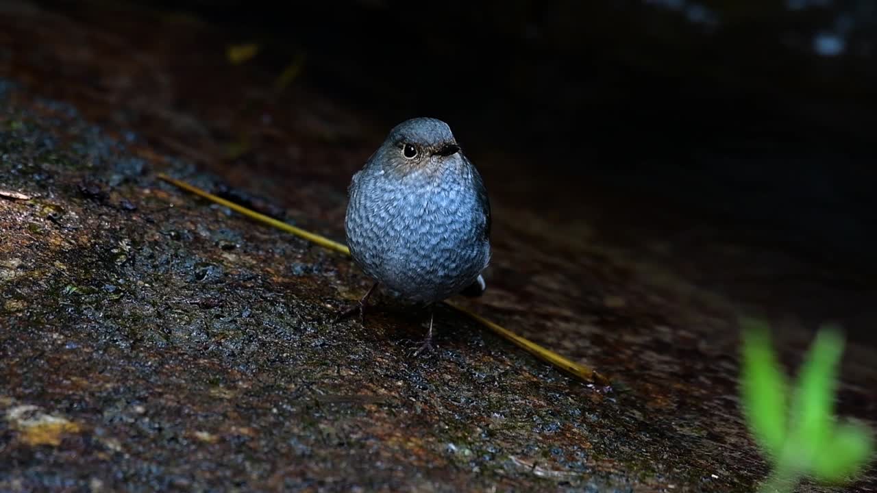 esta hembra de colirrojo plomizo no es tan colorida como el macho pero seguro que es tan esponjosa como una bola de un lindo pájaro