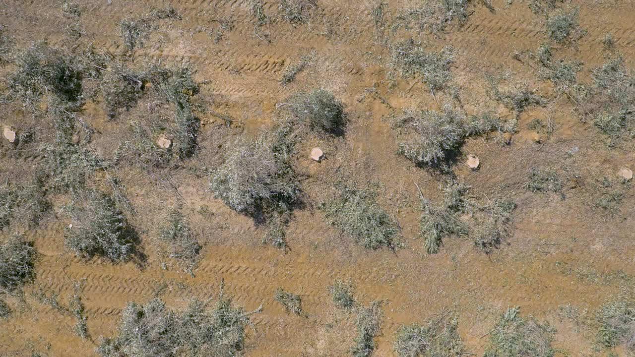 Top down aerial, large cut down tree stumps, tire tracks and broken branches on ground