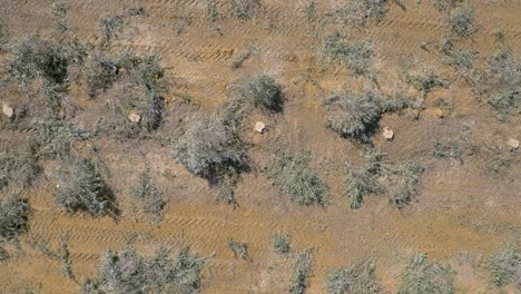 top down aerial, large cut down tree stumps, tire tracks and broken branches on ground