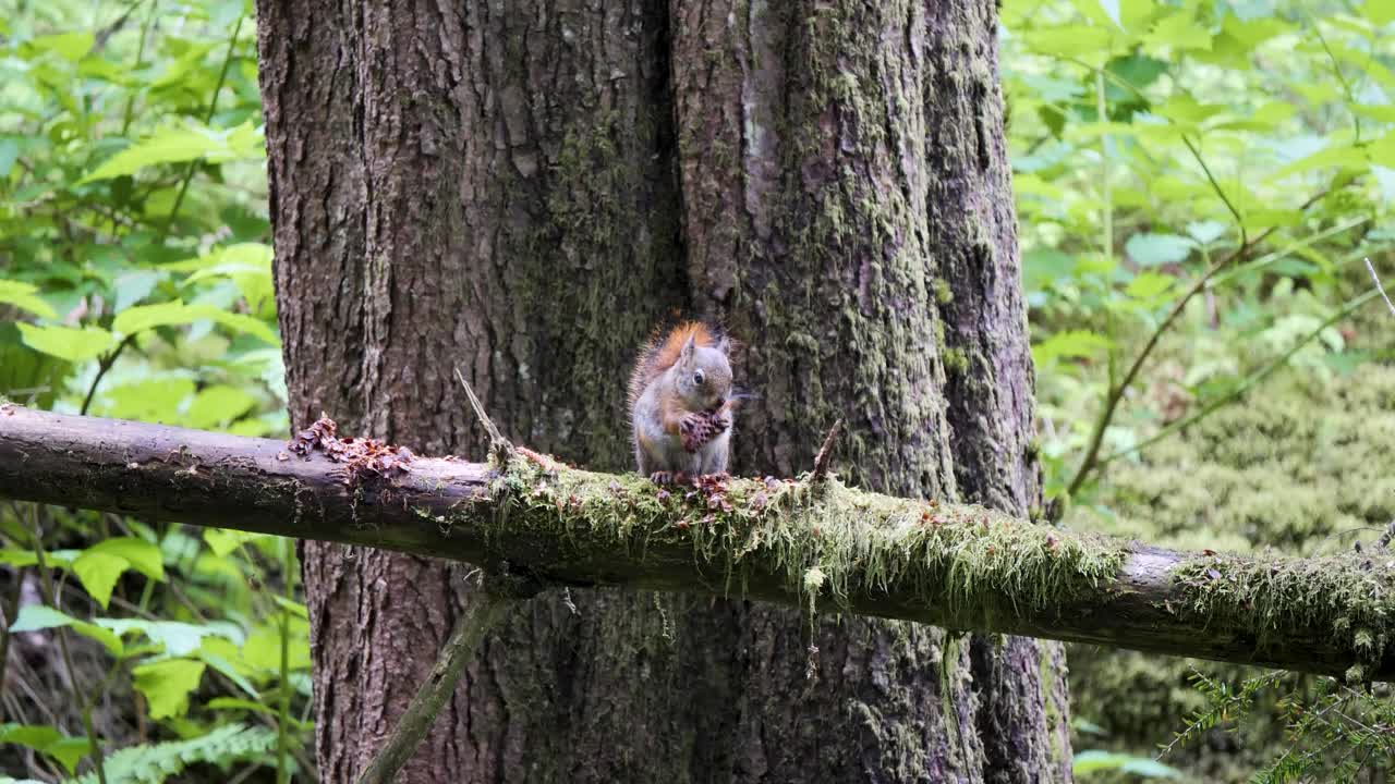 American red squirrel eating seeds of conifer cone in Sitka National Historical Park, Alaska.