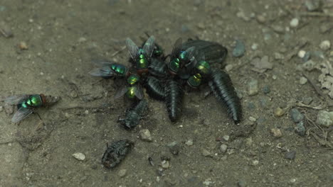 Moscas-Y-Silpha-Tristis-Festejando-Con-Insectos-Muertos-Tirados-En-El-Suelo