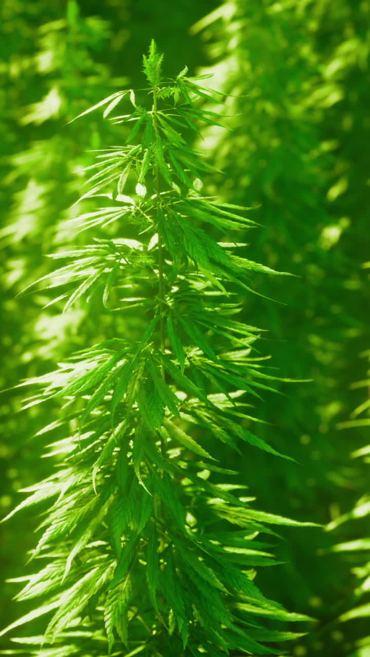Lush green plants growing under bright sunlight in a serene environment