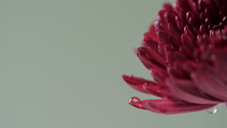video of close up of red flower with copy space on green background