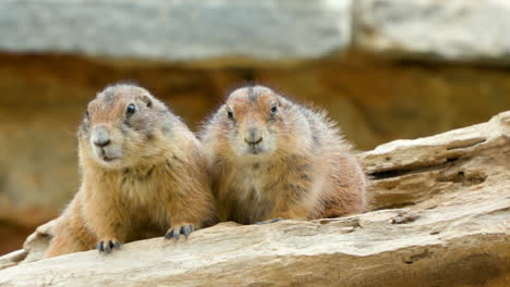 Two-Black-Tailed-Prairie-Dogs-in-Ecorium-Botanical-Garden,-looking-at-camera