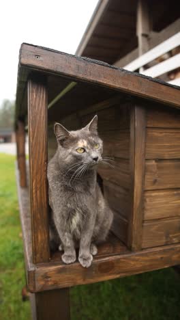 gray cat in a wooden outdoor cat house