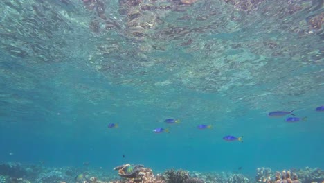 A-school-of-Fusiliers-swims-under-the-sea-surface-in-shallow-water