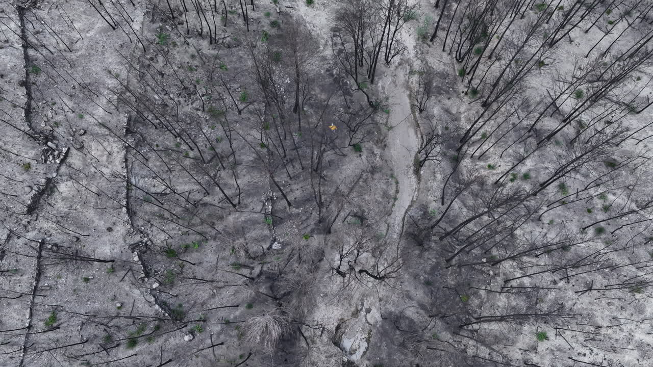 vista aérea por encima del agrimensor masculino inspeccionando los árboles del bosque de incendios forestales daños ojo de pájaro tiro de arriba hacia abajo