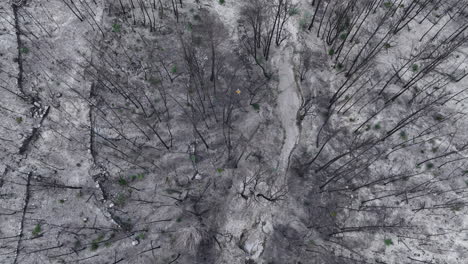 aerial view above male surveyor inspecting wildfire forest trees damage birdseye top down shot