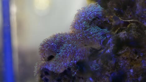 beautiful soft coral, green star polyps in a salt water tank flowing with the waves