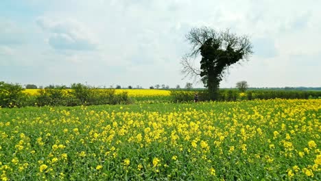 A-magnificent-aerial-view-of-a-rapeseed-field-with-two-trees-and-a-peaceful-country-road-in-the-background