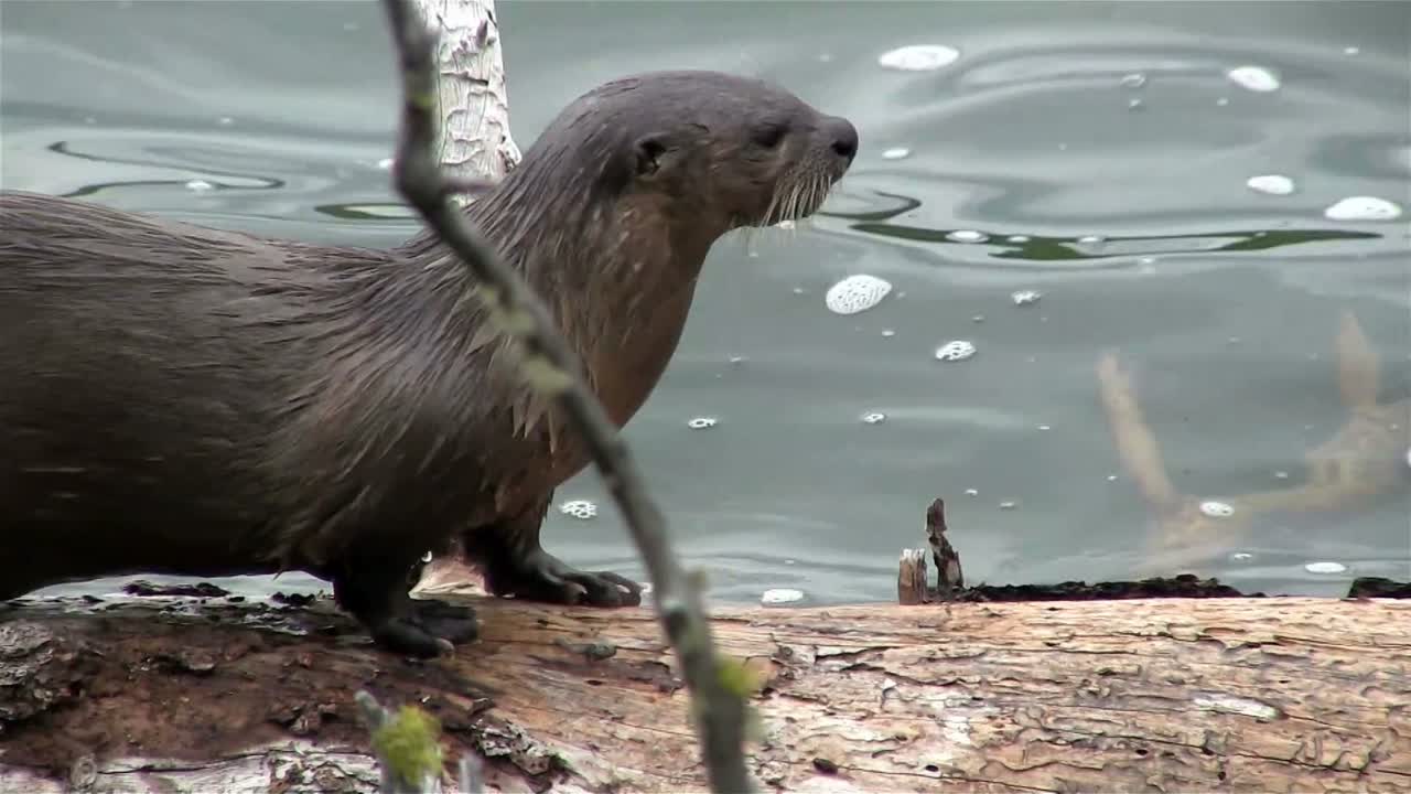 una nutria de río camina a lo largo de una rama en un río