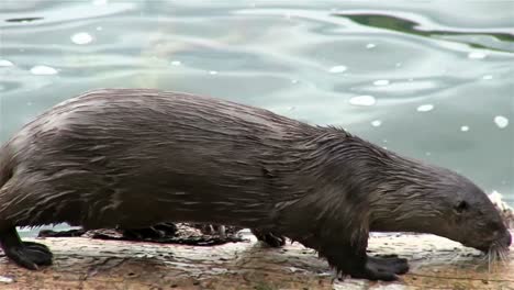 una nutria de río camina a lo largo de una rama en un río