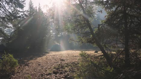 camping tent and misty haze, condensation in forest on sunny morning, wide view