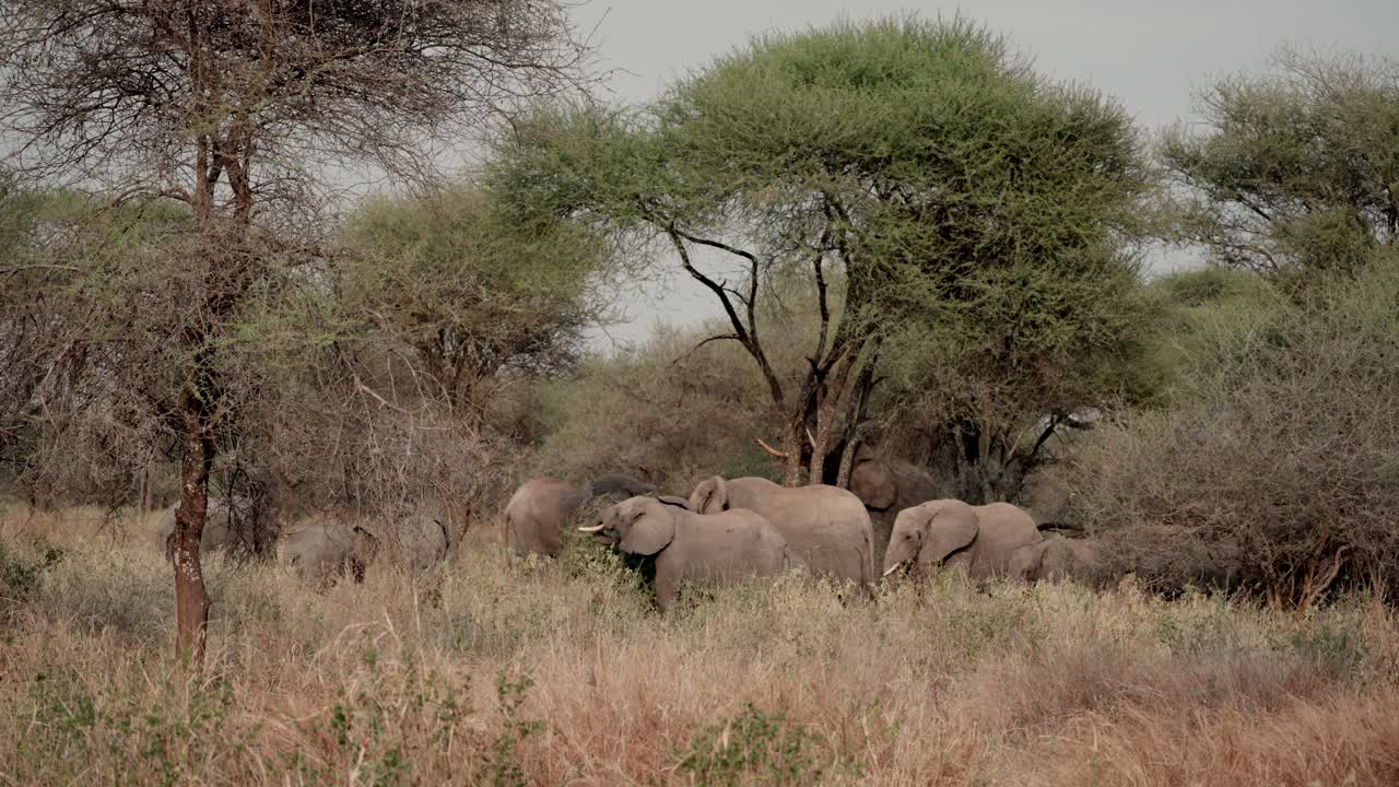 A male African elephant breaking branches from an acacia tree for a herd of females and calves feeding together in Tarangire National Park
