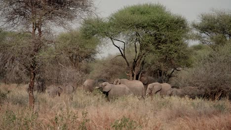 a male african elephant breaking branches from an acacia tree for a herd of females and calves feeding together in tarangire national park