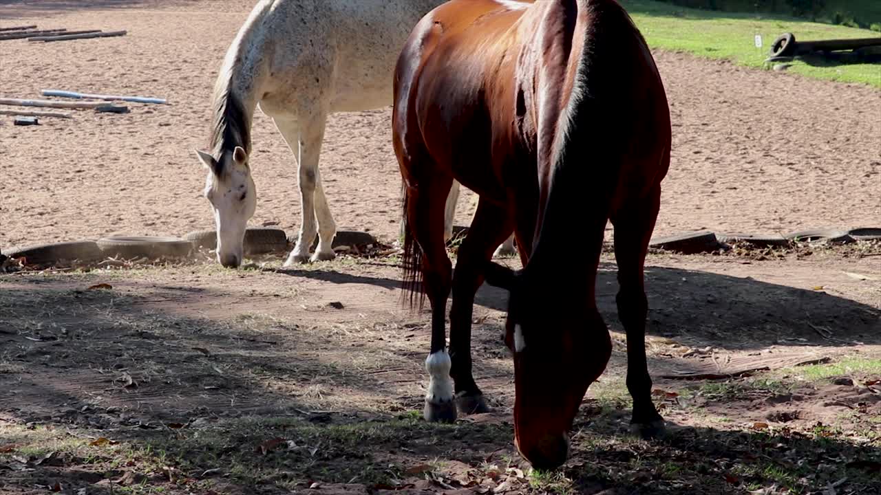 caballo manchado de color marrón oscuro y blanco pastando en algo de hierba en un campo