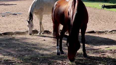 Dunkelbraunes-Und-Weiß-Geflecktes-Pferd,-Das-Auf-Einem-Feld-Auf-Gras-Grast