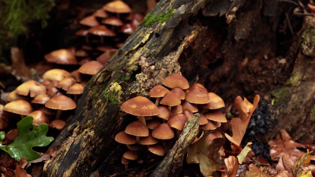 zoom de 4k hacia el secado de hongos desde una perspectiva macro