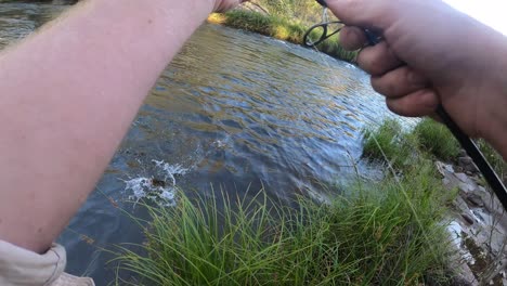 point of view shot of a man catching a brown trout with a fishing rod and reel out of a small river in australias high country