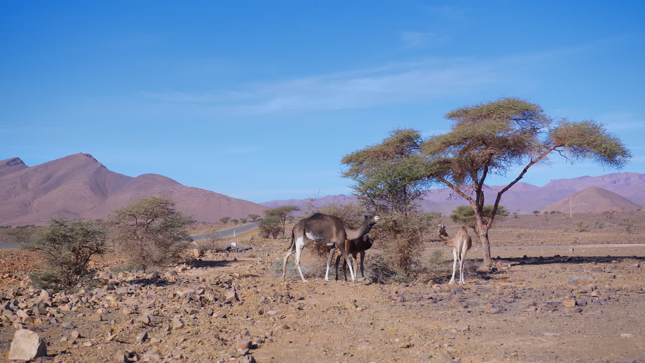 dromedarios en el sáhara occidental, mauritania y marruecos
