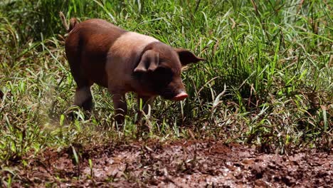 un cerdo navega a través del barro y la hierba.
