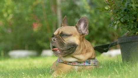 a tired french bulldog rests on the green grass, its mouth is open and its wide tongue is sticking out - in slow motion