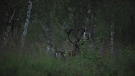 deer foraging on woodland grass, vangsvik, norway - wide